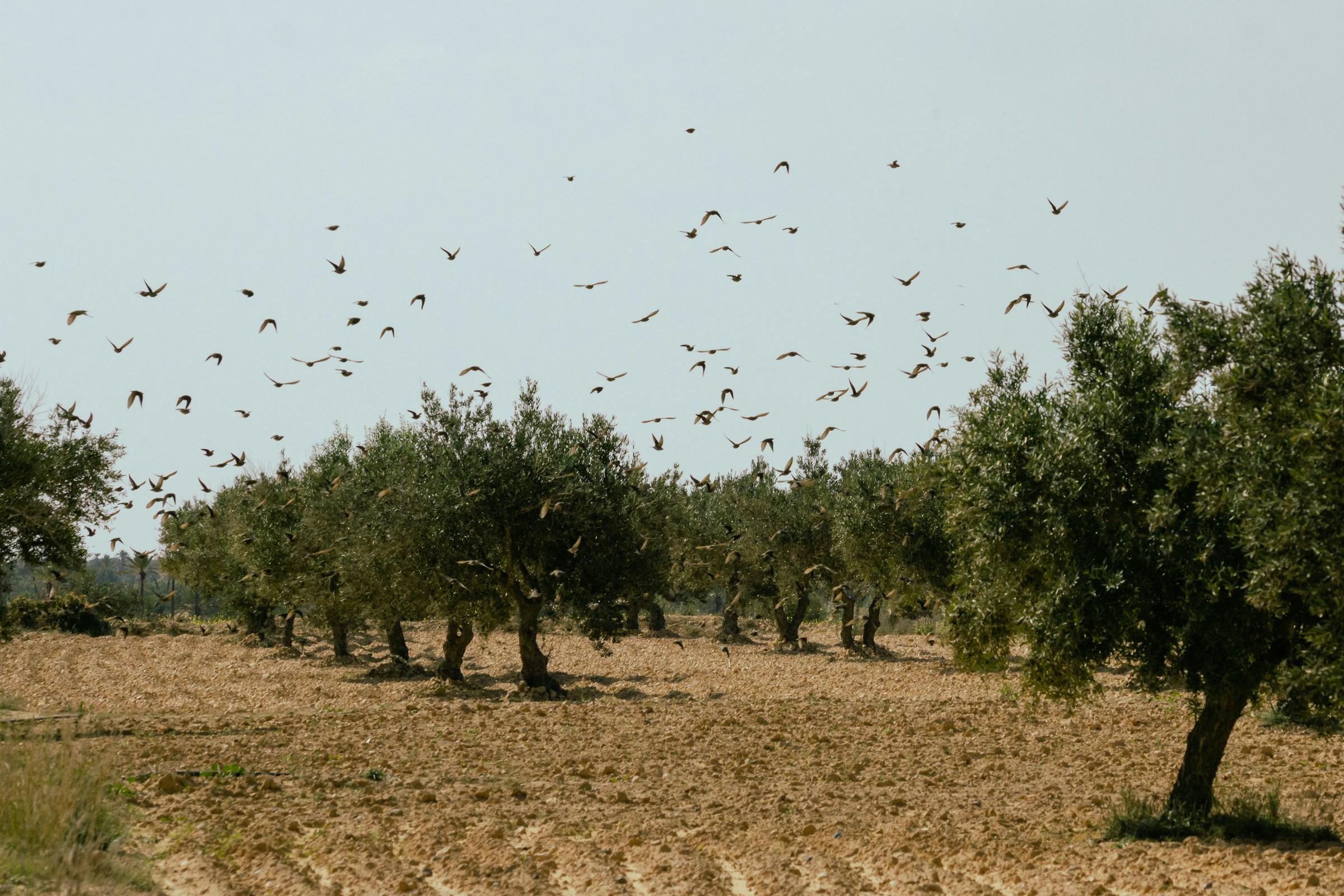 Oliveraie dans la région de Sfax